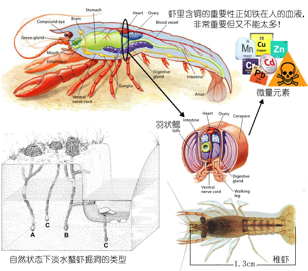 食物扫盲认识小龙虾,餐桌上的动物以及分类