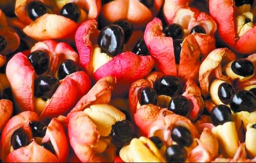 恶魔果实一共有几个形态,动漫中出现的恶魔果实