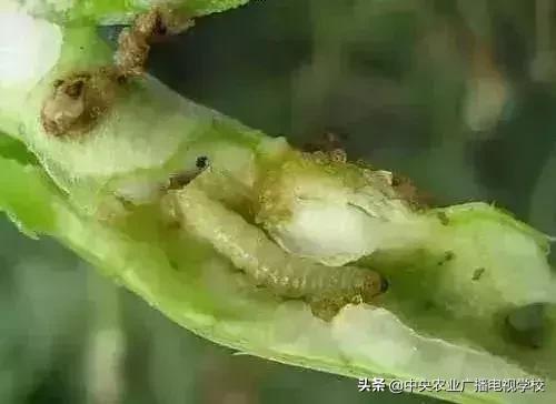 蔬菜地下害虫的最佳防治方法,防治蔬菜害虫用小苏打和白醋怎样