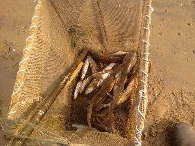 盐沟里钓“光鱼”，体形似胡萝卜，有点虎头蛇尾的感觉