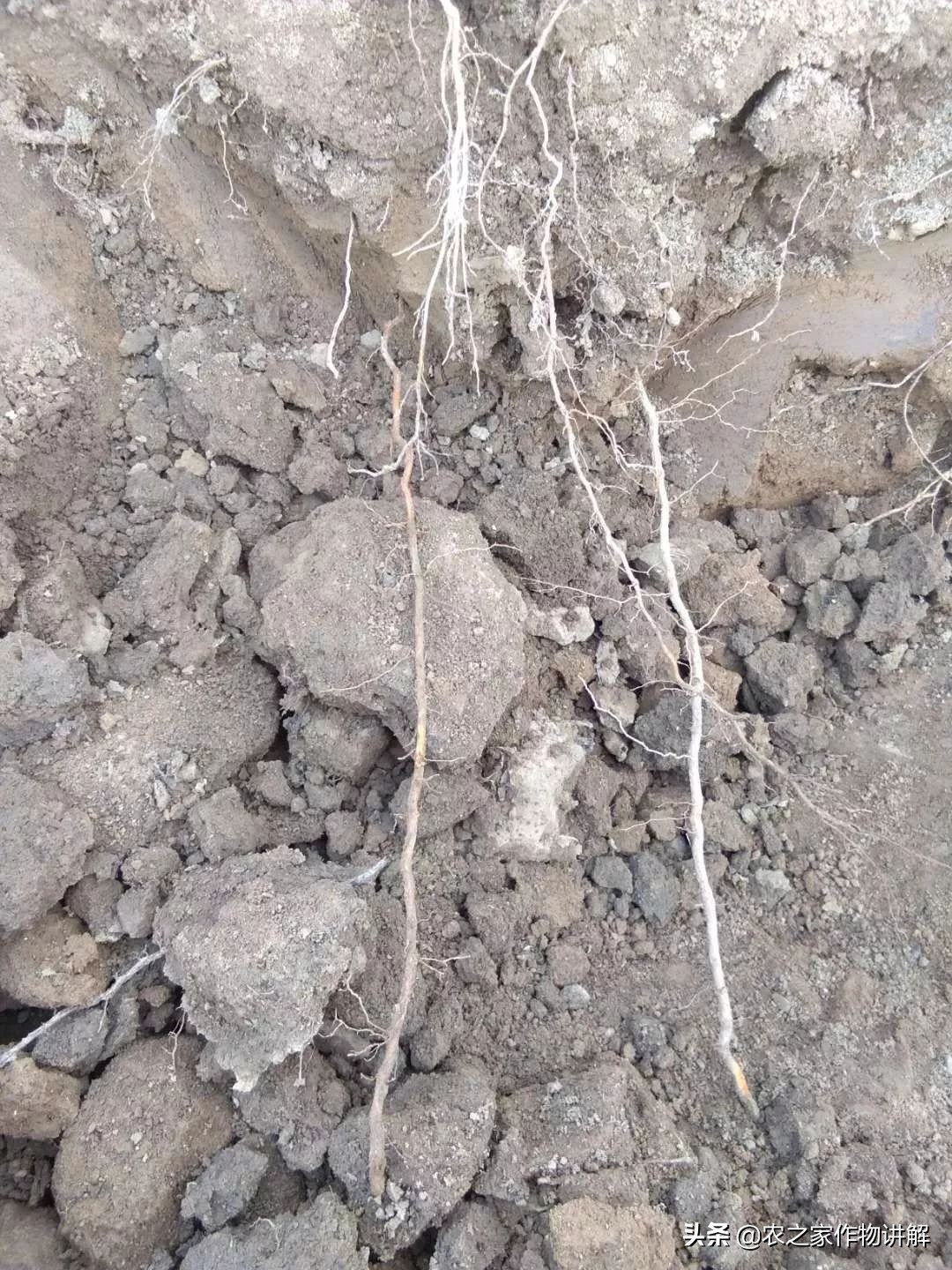 防治果树根腐病的特效药,果树根腐克星怎么使用