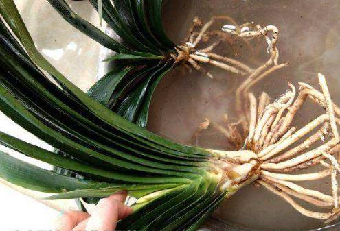 白糖水对植物生根有帮助吗,白糖水浇花的功效与作用