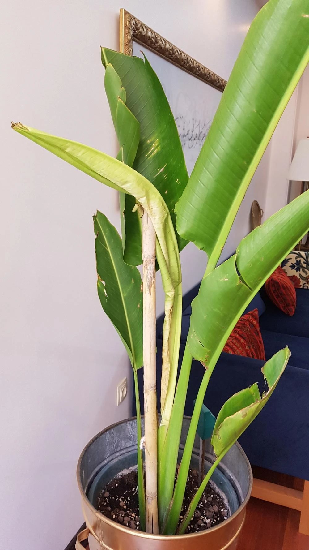 大鹤望兰和旅人蕉哪种好看,鹤望兰和什么植物比较相似