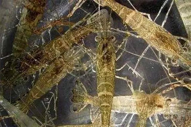 养南美白对虾水有农药了怎么解毒,大棚养南美白对虾的利润与成本