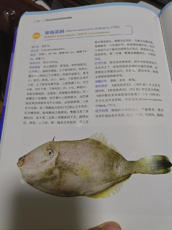 矶钓一竿远,精彩矶钓