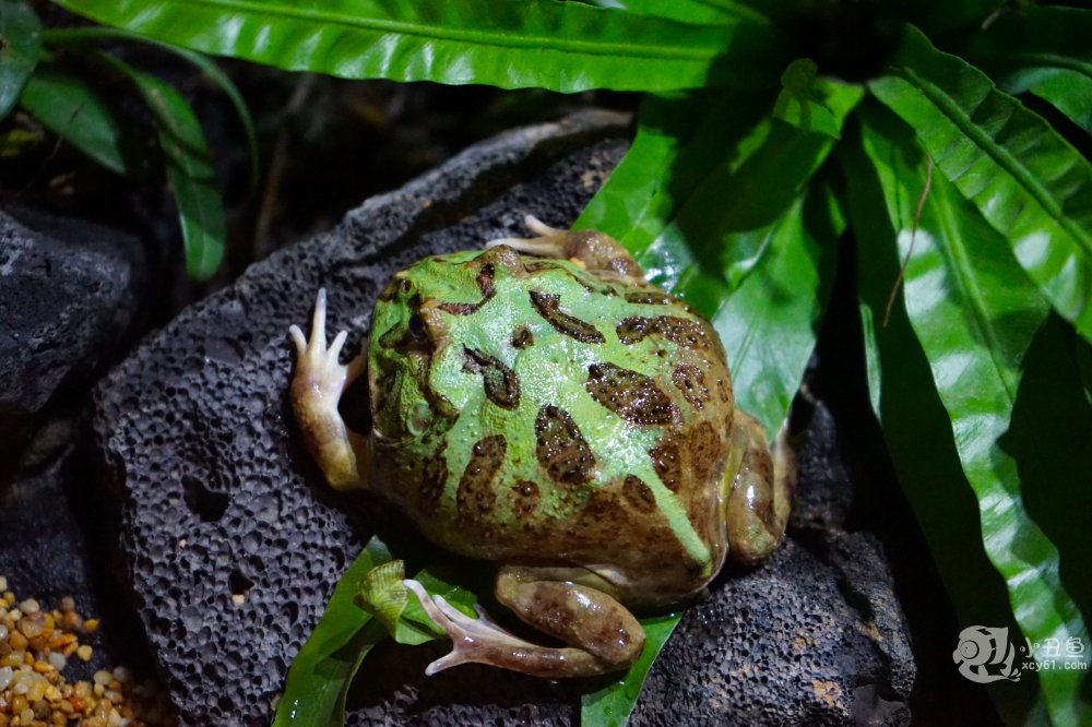 儿童玩的遛娃好去处,有动物的溜娃好去处