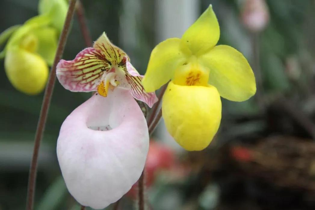 君子兰吊兰蝴蝶兰的图片,吊兰属不属于兰花的一种