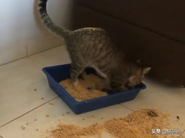 猫咪便秘快速通便10秒见效,怎么解决猫咪便秘