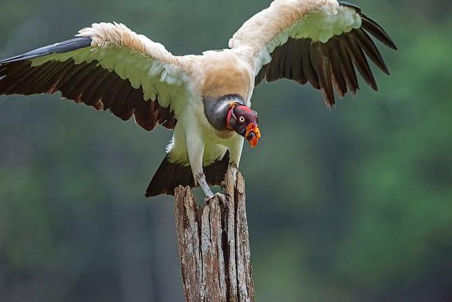 胡兀鹫和秃鹫谁厉害,秃鹫和胡兀鹫生活在一起吗