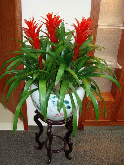 室内绿植鸿运当头怎样搭配,不用晒太阳室内绿植鸿运当头