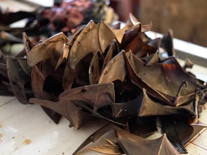 美娜多出海的图片,美娜多成为潜水天堂的原因