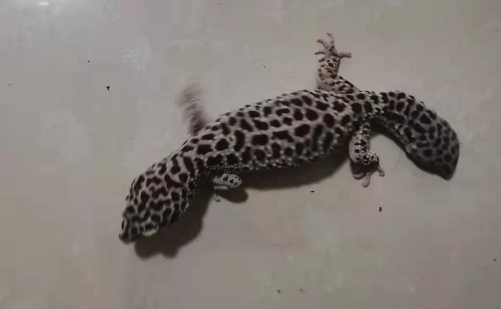 这种会吃蟑螂的小可爱，真的不考虑养一只嘛？