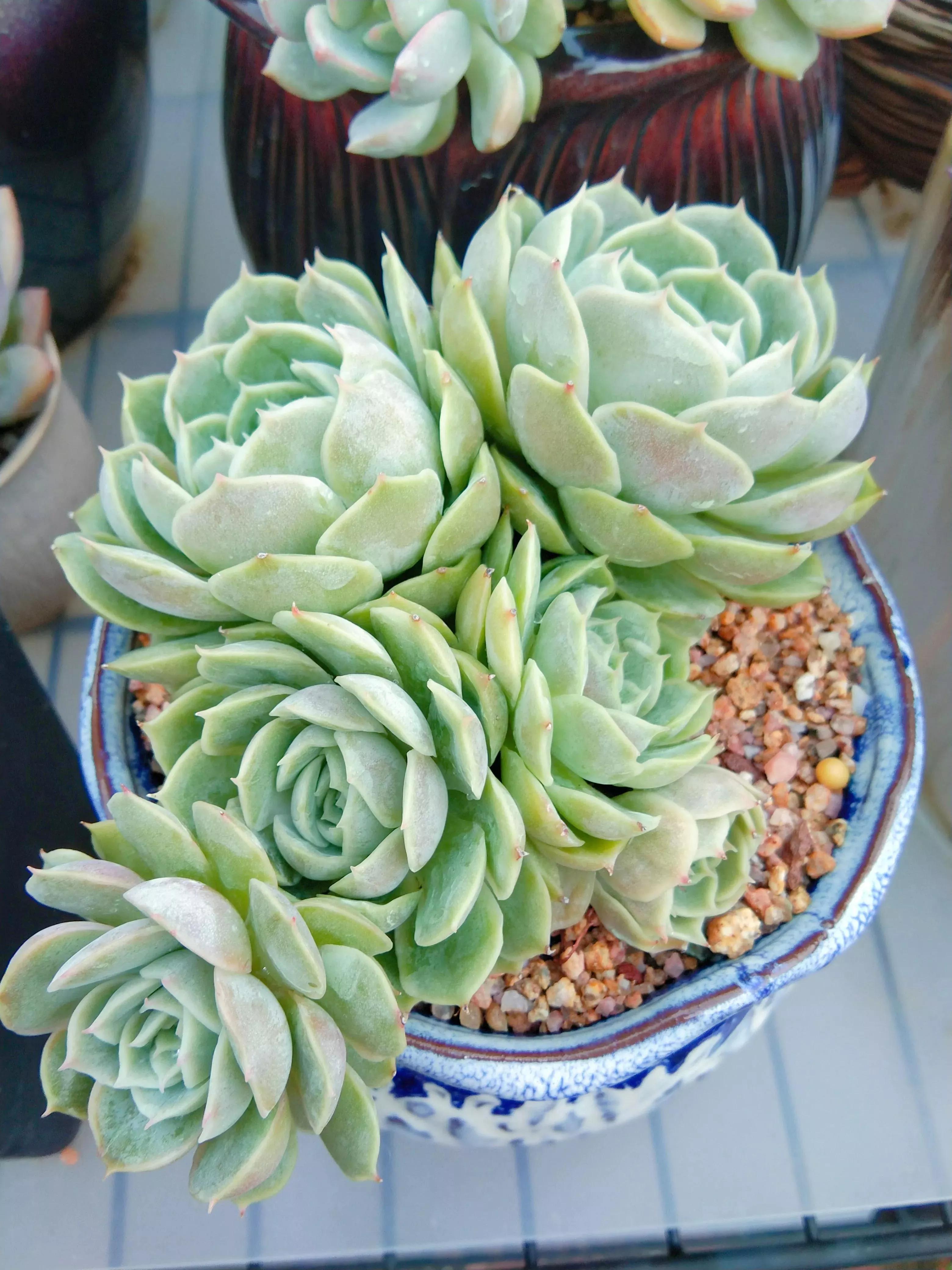 养花得了蚜虫蚧壳虫小黑飞，水里“加点它”，统统“灭干净”