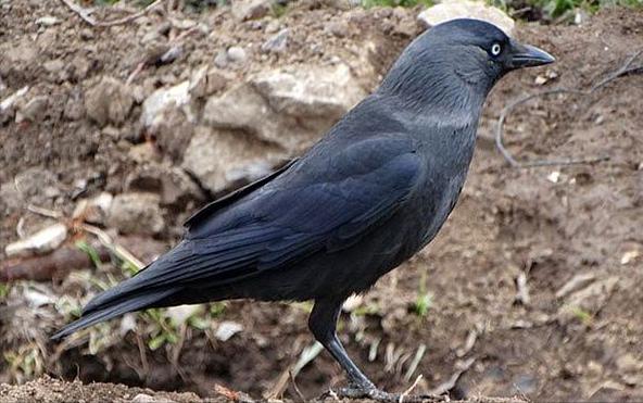 东江揽胜,惠州淡水常见鸟类图谱