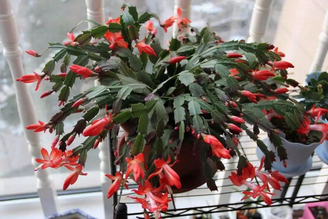 1个洋葱丢盆里,花朵砰砰开,一下能变2个头,省钱了!