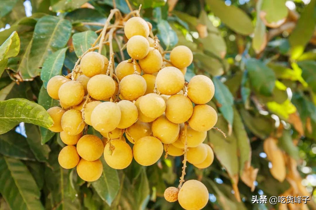 8月,爱吃龙眼的要当心,我也是刚刚才知道,看后记得告诉家里人