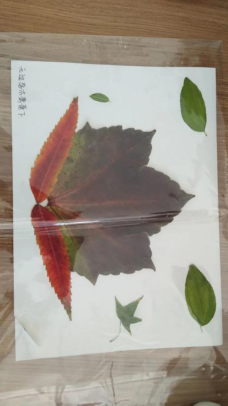 育才中学美丽校园,阜新市育才中学照片