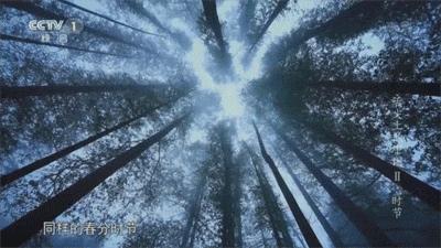 舌尖上的珍味春笋,舌尖上的春笋完整视频