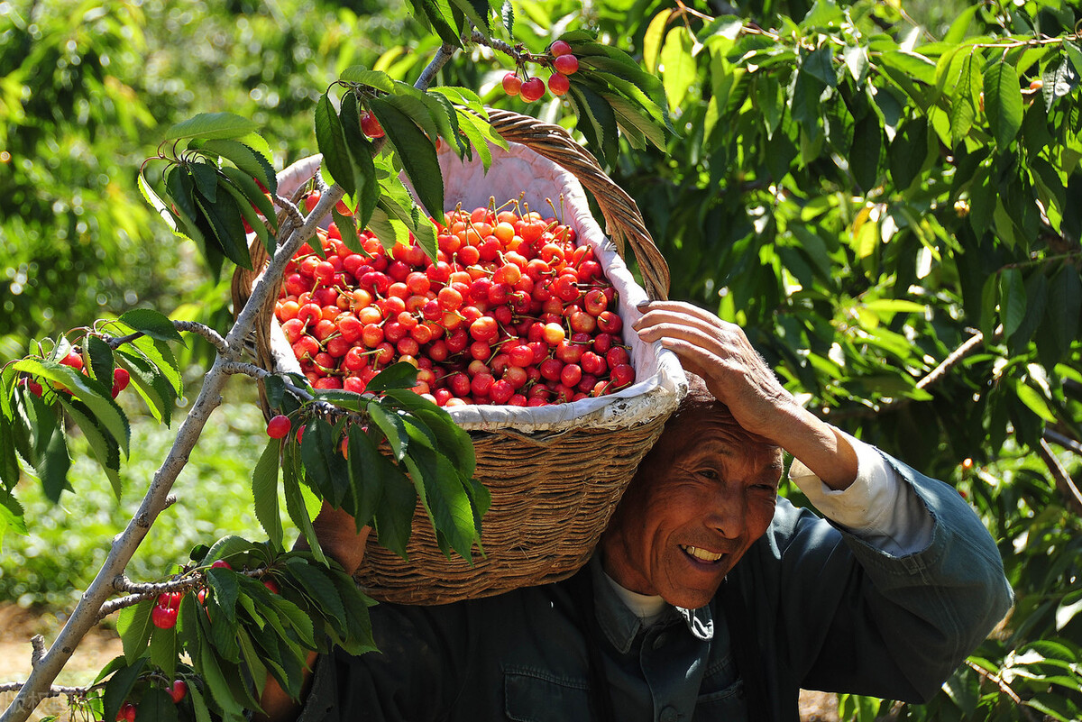 中国樱桃产业现状,中国樱桃发展趋势