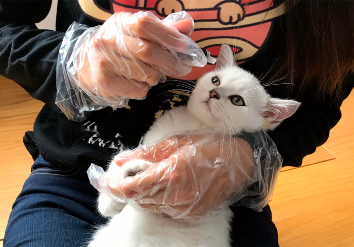 传统喂猫,喂猫技巧视频教程