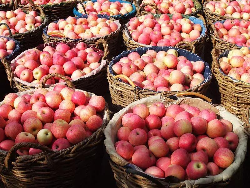 金秋采摘正当时!山东这十种田间美味错过再等一年!