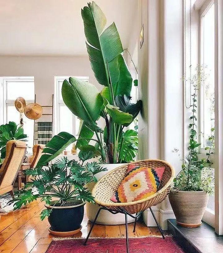 绿植养护植物死了怎么办,绿植为什么在家里养就死了