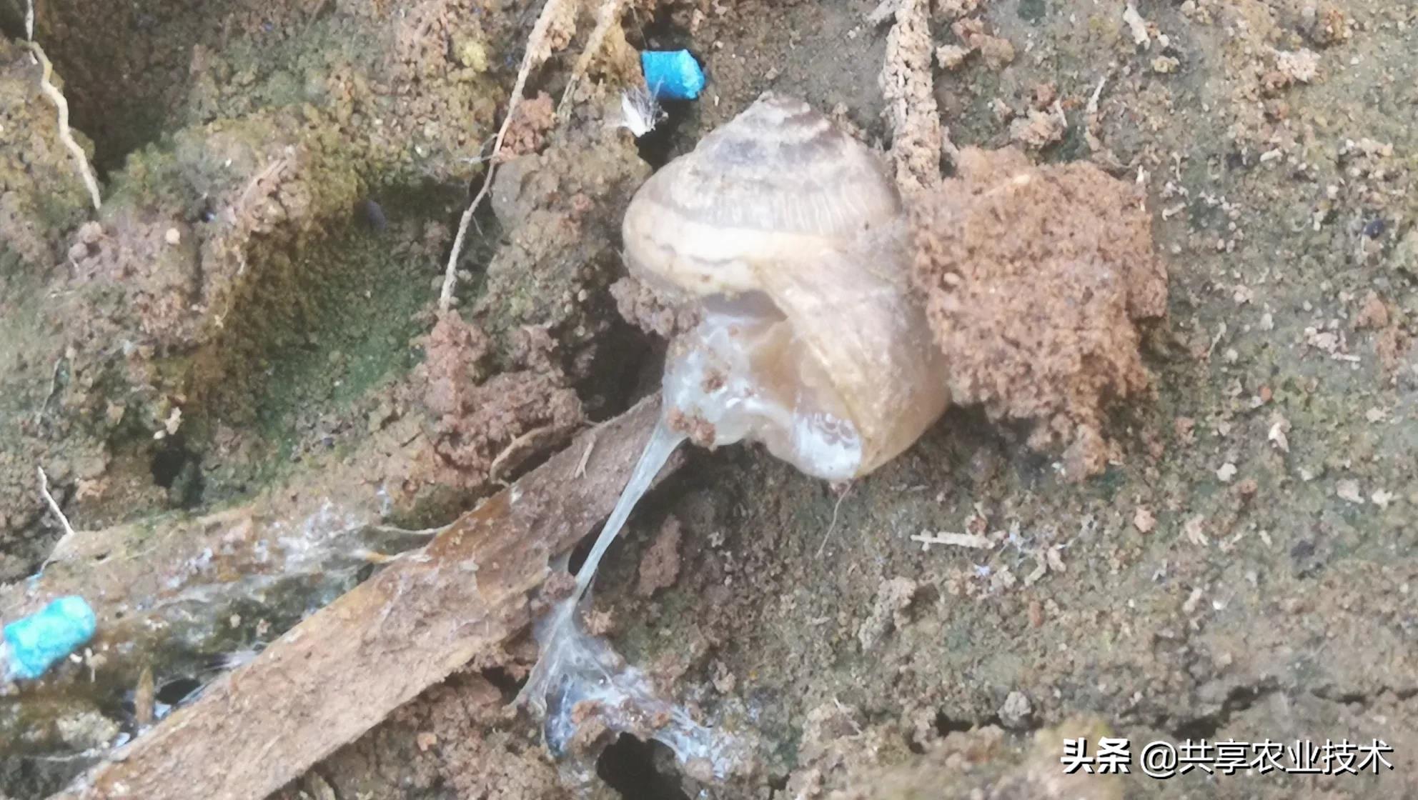 河北行唐：大姜地蜗牛治不治