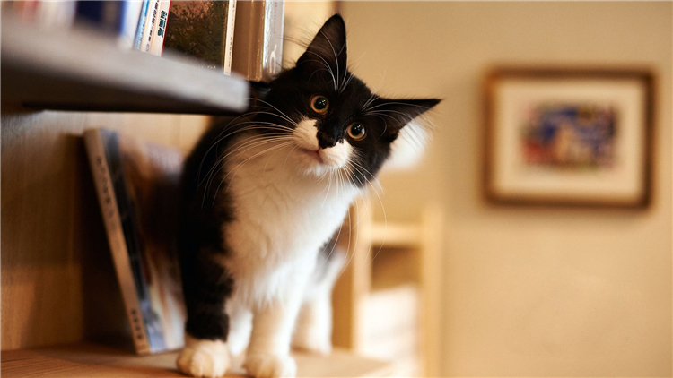 交易猫骗子手段,卖猫诈骗案件