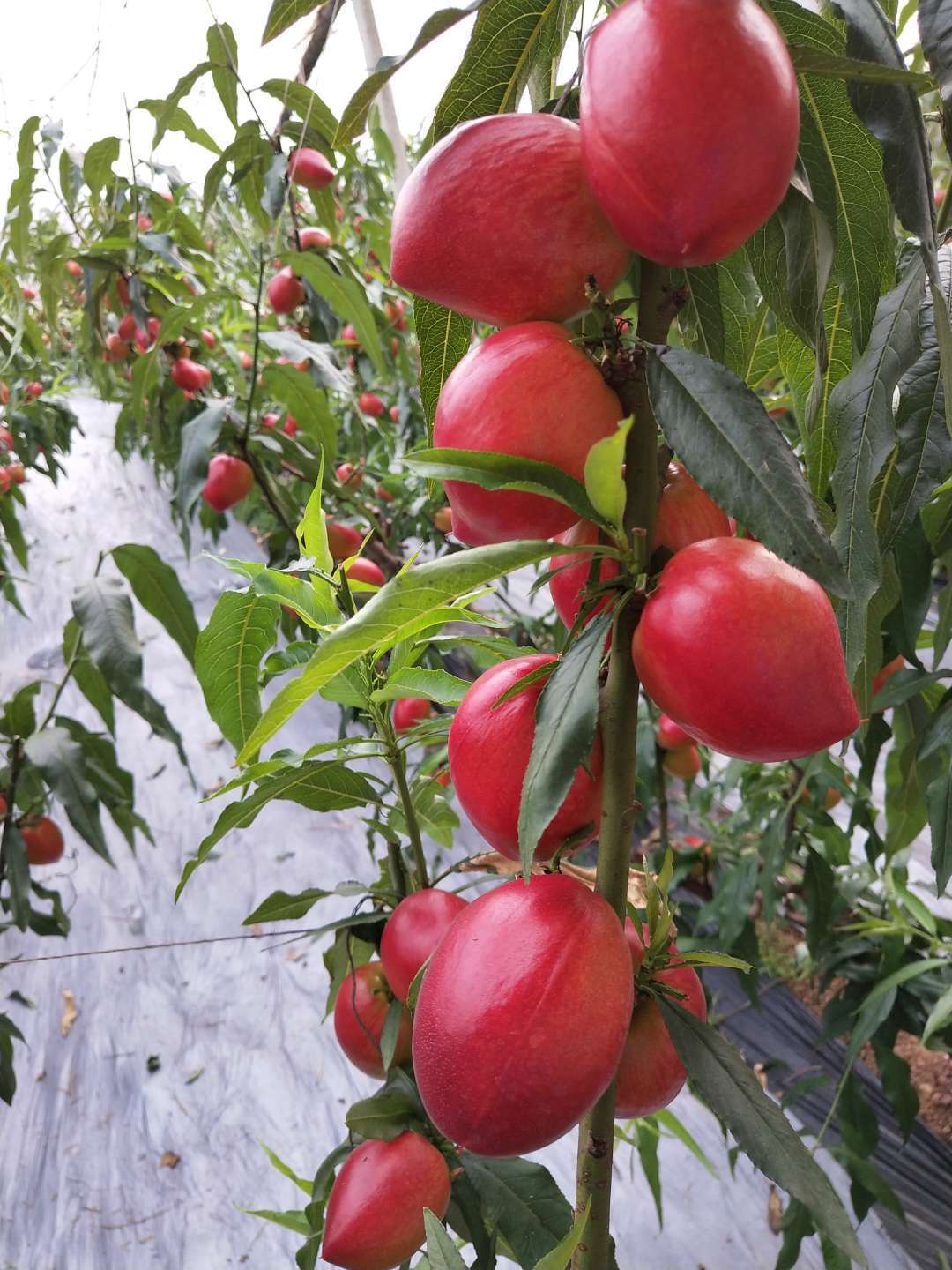 氮、磷、钾—对果树大樱桃的重要性,你用对了吗?