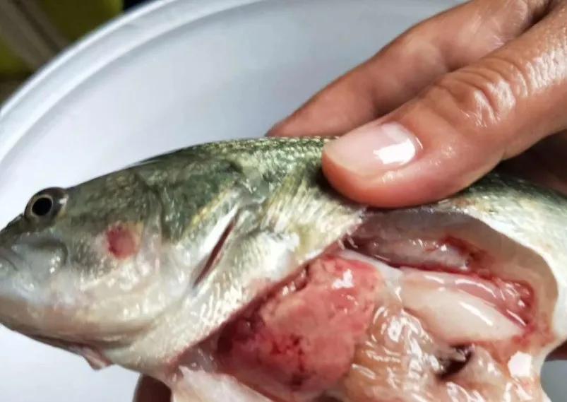 加州鲈烂身的原因和治疗方法,加州鲈鱼刚发苗大批死掉怎么回事