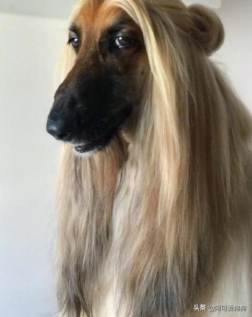 阿富汗猎犬为什么智商最低,阿富汗猎犬为什么智商低