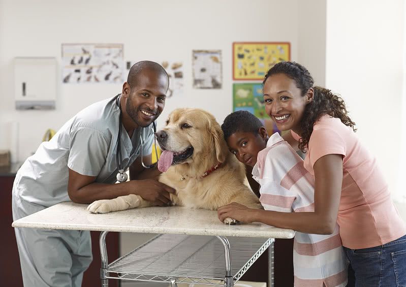 纯种金毛怎么挑选,想买金毛