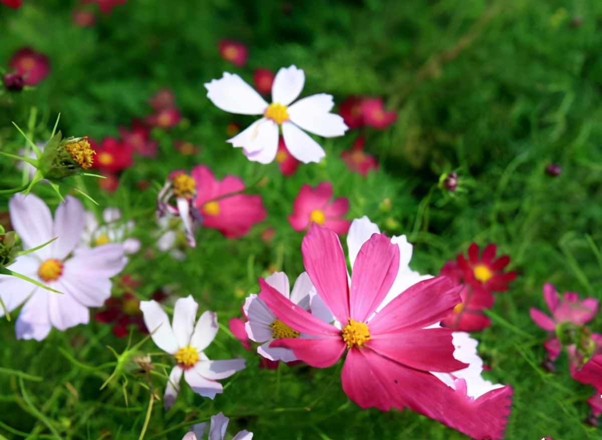 山东天上王城旅游攻略,沂水天上王城和沂蒙山