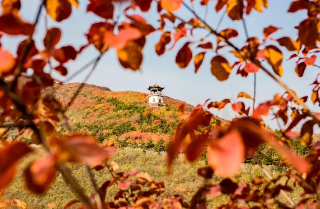 閲戠涓板彴璧忕帺鏀荤暐鍑虹倝,涓板彴閲戠鏂囧寲鏃呮父鏀荤暐