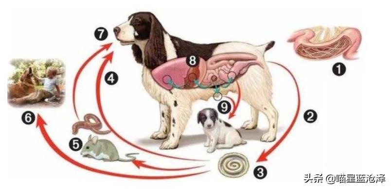 幼猫十大禁忌事件,幼猫要怎么驱虫和疫苗