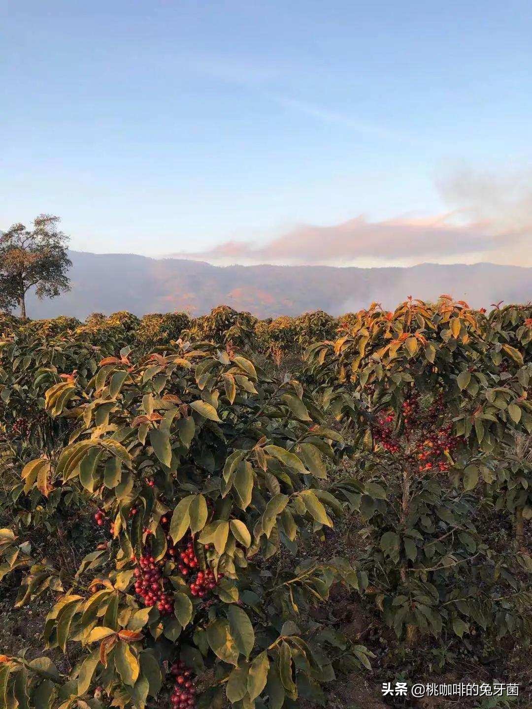 云南咖啡有远山森林的味道吗,云南咖啡产地探访记