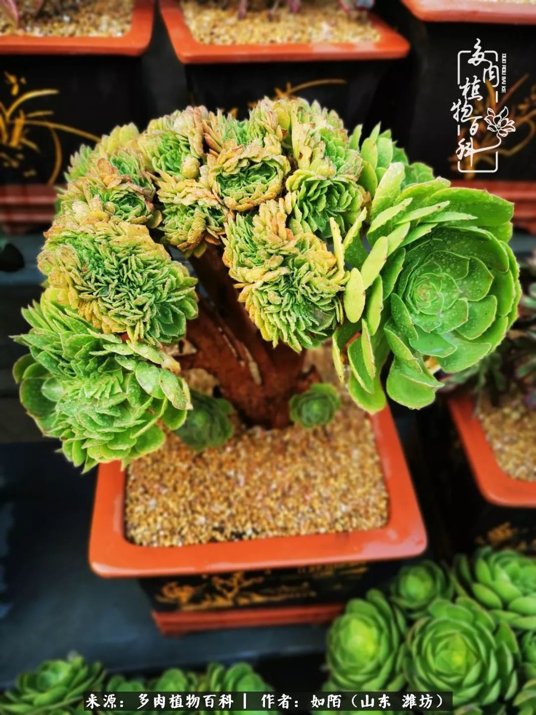 凤凰涅槃,浴火重生!多肉法师圣斗士们的秋天!(附养护经验)