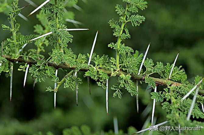 钓鱼神奇的鱼钩做法,钓鱼自制鱼钩视频