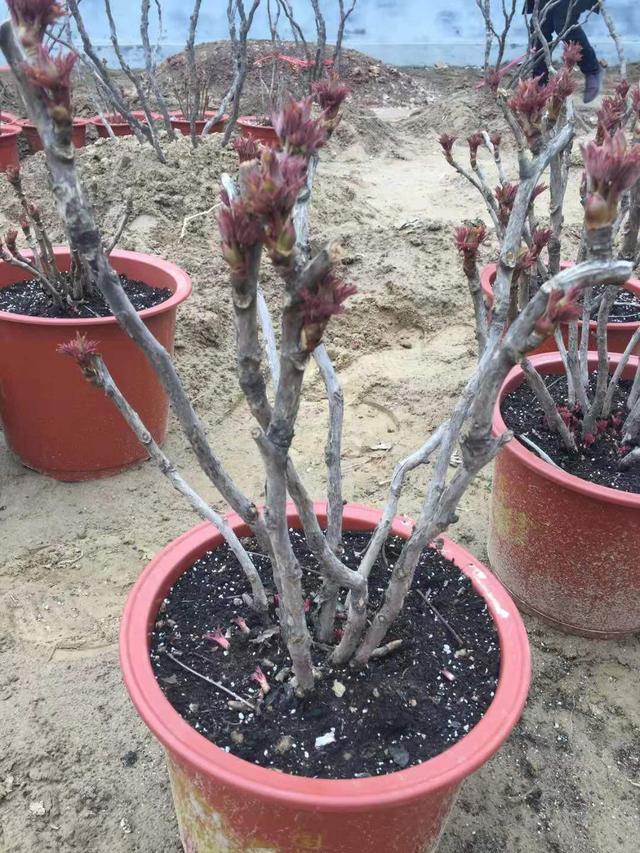 牡丹开花真好看,牡丹好看花不香