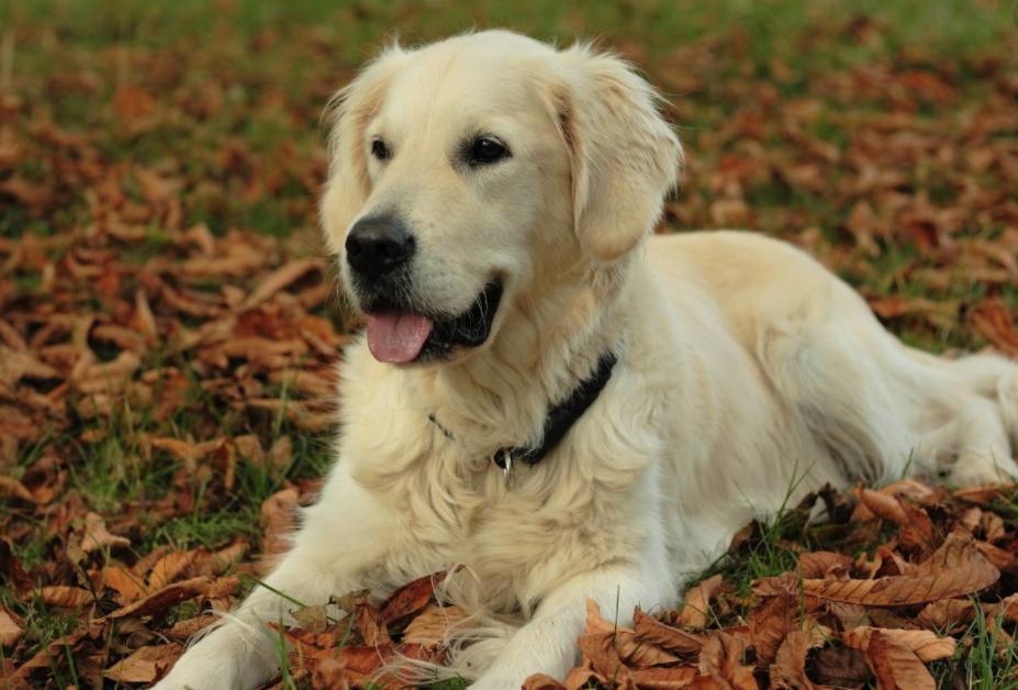 世界最聪明的狗狗排名,世界猛犬排名前十的狗狗品种