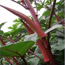 网传它是“植物伟哥”,可降血糖,抗癌症,然而很多人都不认识它