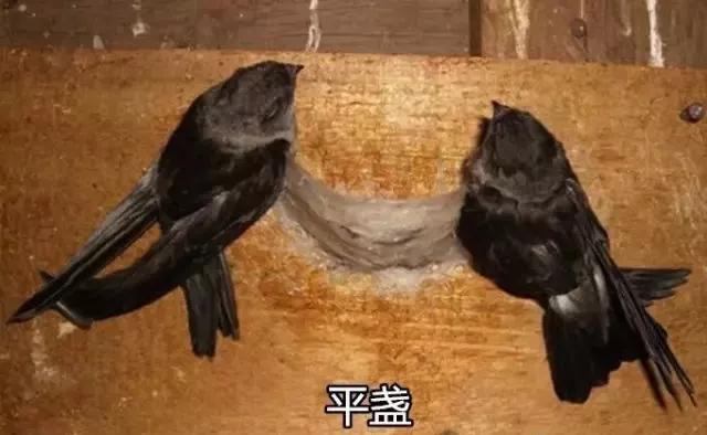 燕窝知识演讲,燕窝知识小视频