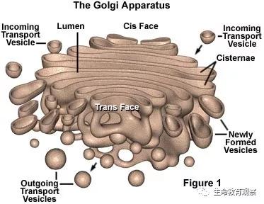 动植物细胞亚显微结构模式图片,动植物细胞的亚显微结构