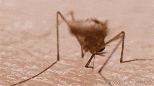 显微镜下的蚊子嘴巴,显微镜下的蚊子吸血全过程