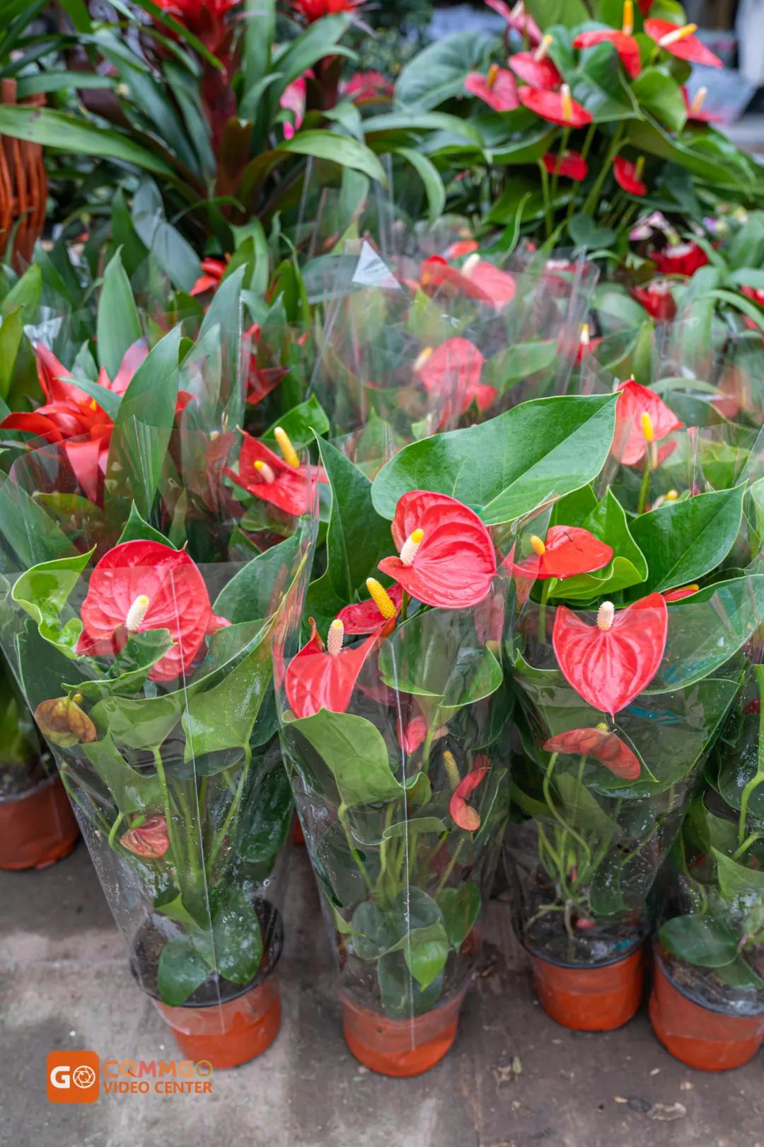 重庆花市排名前十名,重庆花市哪里最便宜