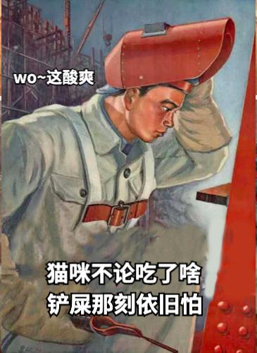 祺鑫养猫实录,穷人养猫实录