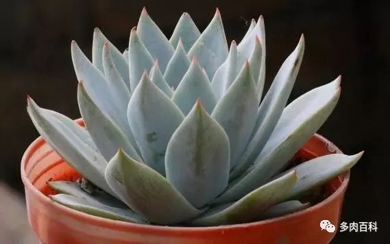 多肉植物能喷叶面水吗,水养多肉植物怎么养