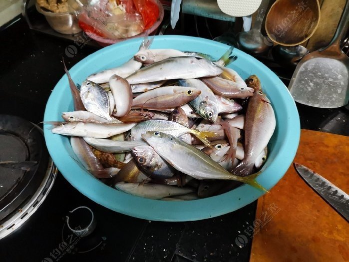 矶钓一竿远,精彩矶钓