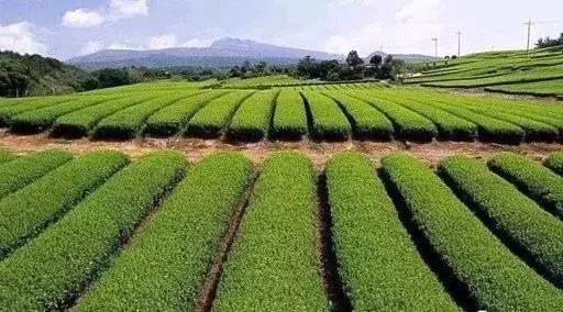 2019年国家先给钱后建设的4类农业产业项目,最多补贴1个亿