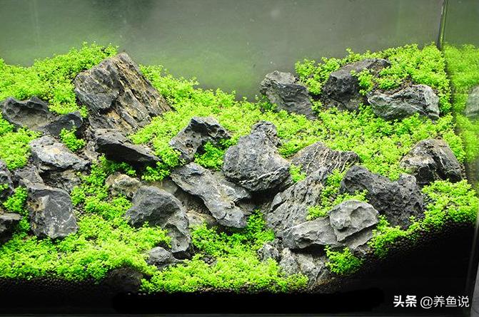辟谣：“水草种子”并非真正的水草，种了之后鱼缸的麻烦事少不了